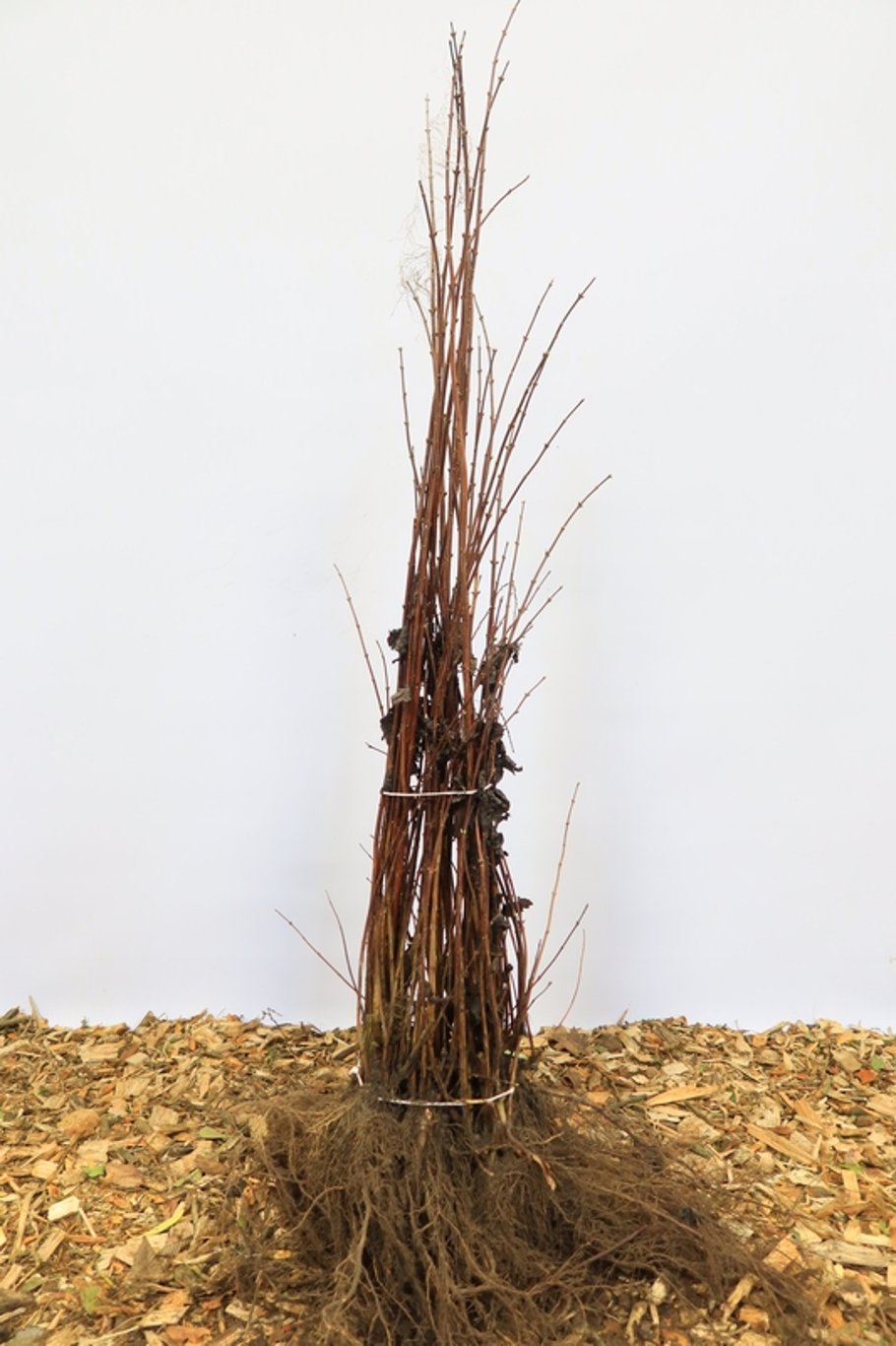 Deutzia magn. 'Erecta' - 60-100 CM bare root 0/2 3-4 branche